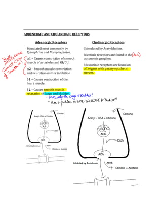  
 
ADRENERGIC AND CHOLINERGIC RECEPTORS 
 
 
 
 
 
Adrenergic Receptors 
Stimulated most commonly by 
Epinephrine and Norepinephrine. 
α1 – Causes constriction of smooth 
muscle of arterioles and GI/GU. 
α2 – Smooth muscle constriction 
and neurotransmitter inhibition 
β1 – Causes contraction of the 
heart muscle.  
β2 – Causes smooth muscle 
relaxation of lungs and bladder. 
Cholinergic Receptors 
Stimulated by Acetylcholine. 
Nicotinic receptors are found in the 
autonomic ganglion. 
Muscarinic receptors are found on 
all organs with parasympathetic 
nerves. 
 