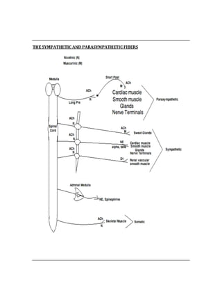  
 
THE SYMPATHETIC AND PARASYMPATHETIC FIBERS 
 
 
 