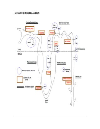SITES OF DIURETIC ACTION 
 
 
 
 