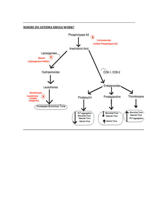  
WHERE DO ASTHMA DRUGS WORK? 
 
 
 
 
 
 
 
 
 
 
