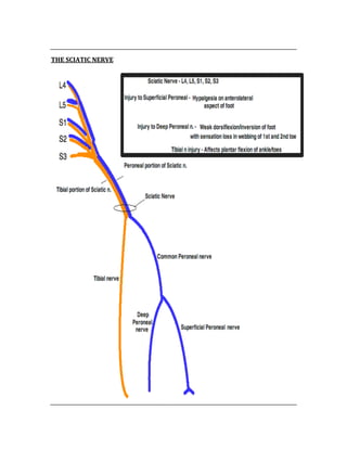  
THE SCIATIC NERVE 
 
 