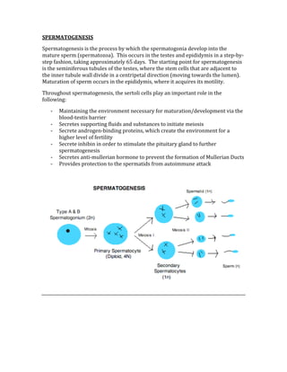 SPERMATOGENESIS 
Spermatogenesis is the process by which the spermatogonia develop into the 
mature sperm (spermatozoa).  This occurs in the testes and epididymis in a step‐by‐
step fashion, taking approximately 65 days.  The starting point for spermatogenesis 
is the seminiferous tubules of the testes, where the stem cells that are adjacent to 
the inner tubule wall divide in a centripetal direction (moving towards the lumen).  
Maturation of sperm occurs in the epididymis, where it acquires its motility. 
Throughout spermatogenesis, the sertoli cells play an important role in the 
following: 
‐ Maintaining the environment necessary for maturation/development via the 
blood‐testis barrier 
‐ Secretes supporting fluids and substances to initiate meiosis 
‐ Secrete androgen‐binding proteins, which create the environment for a 
higher level of fertility 
‐ Secrete inhibin in order to stimulate the pituitary gland to further 
spermatogenesis 
‐ Secretes anti‐mullerian hormone to prevent the formation of Mullerian Ducts 
‐ Provides protection to the spermatids from autoimmune attack 
 
 
 
 
 
 
 