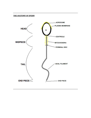  
THE ANATOMY OF SPERM 
 
 
 
 
 
 
 
 
