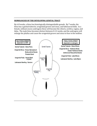  
 
HOMOLOGUES OF THE DEVELOPING GENITAL TRACT 
By 6‐8 weeks, a fetus has histologically distinguishable gonads.  By 7 weeks, the 
fetus has a genital tubercle, urogenital groove and sinus, and labiosacral folds.  In a 
female, without excess androgens these will become the clitoris, urethra, vagina, and 
labia.  The male fetus becomes distinct between 8‐12 weeks, and the androgens will 
enlarge the phallus and cause the urogenital groove and sinus to fuse in the midline. 
 
 
 
 
 
 