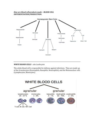 How are blood cell products made – BLOOD CELL 
DIFFERENTIATION/PRODUCTION: 
 
 
WHITE BLOOD CELLS – aka Leukocytes 
The white blood cell is responsible for defense against infections.  They are made up 
of the Granulocytes (Eosinophils, Basophils, Neutrophils), and the Mononuclear cells 
(Lymphocytes, Monocytes). 
 
 
 