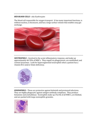  
RED BLOOD CELLS – aka Erythrocytes 
The blood cell responsible for oxygen transport.  It has many important functions, is 
without nucleus, is biconcave, and has a large surface volume that enables easy gas 
exchange. 
 
 
NEUTROPHILS – Involved in the acute inflammatory response, and make up 
approximately 40‐70% of WBC’s.  They engulf via phagocytosis, are multilobed, and 
contain lysosomes.  Look for hypersegmented neutrophils when a patient has a 
vitamin B12 and/or folate deficiency. 
 
EOSINOPHILS – These are protective against helminth and protozoal infections.  
They are highly phagocytic against antigen‐antibody complexes.  They produce 
histamine and arylsulfatase.  Eosinophils make up 1%‐6% of all WBC’s, are bilobed, 
and are packed with large eosinophilic granules. 
 
 