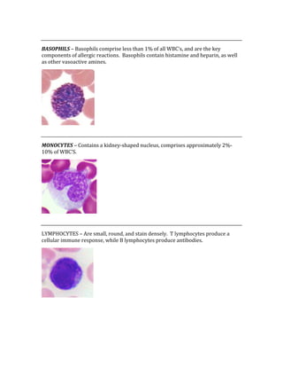  
BASOPHILS – Basophils comprise less than 1% of all WBC’s, and are the key 
components of allergic reactions.  Basophils contain histamine and heparin, as well 
as other vasoactive amines.   
 
 
MONOCYTES – Contains a kidney‐shaped nucleus, comprises approximately 2%‐
10% of WBC’S. 
 
 
LYMPHOCYTES – Are small, round, and stain densely.  T lymphocytes produce a 
cellular immune response, while B lymphocytes produce antibodies. 
 
 
 
 
 