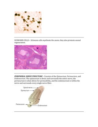  
 
SCHWANN CELLS – Schwann cells myelinate the axons, they also promote axonal 
regeneration. 
 
 
PERIPHERAL NERVE STRUCTURE – Consists of the Epineurium, Perineurium, and 
Endoneurium. The epineurium is dense and surrounds the entire nerve, the 
perineurium is what allows for permeability, and the endoneurium is within the 
nerve and surrounds every single nerve fiber. 
 
 
 