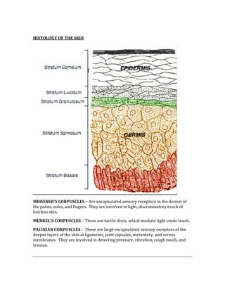  
HISTOLOGY OF THE SKIN 
 
MEISSNER’S CORPUSCLES – Are encapsulated sensory receptors in the dermis of 
the palms, soles, and fingers.  They are involved in light, discriminatory touch of 
hairless skin. 
MERKEL’S CORPUSCLES – These are tactile discs, which mediate light crude touch. 
PACINIAN CORPUSCLES ‐  These are large encapsulated sensory receptors of the 
deeper layers of the skin at ligaments, joint capsules, mesentery, and serous 
membranes.  They are involved in detecting pressure, vibration, rough touch, and 
tension. 
 
 