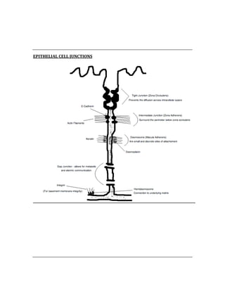  
 
 
EPITHELIAL CELL JUNCTIONS 
 
 
 
 
 
 
 
 