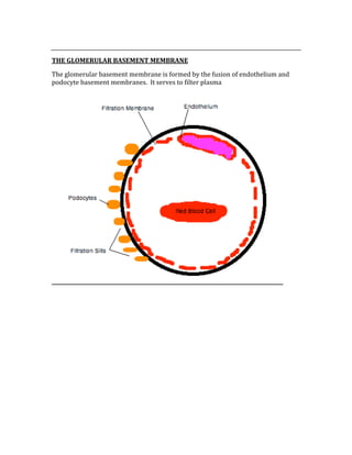  
THE GLOMERULAR BASEMENT MEMBRANE 
The glomerular basement membrane is formed by the fusion of endothelium and 
podocyte basement membranes.  It serves to filter plasma 
 
 
 
 
 
 
 
 
 
 
 