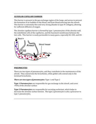  
ALVEOLAR­CAPILLARY BARRIER 
This barrier is present in the gas‐exchange region of the lungs, and serves to prevent 
the formation of air bubbles in the blood, and from blood entering into the alveoli.  
This barrier is extremely thin and very strong (thanks to type IV collagen), allowing 
for sufficient diffusion of oxygen. 
The alveolar‐capillary barrier is formed by type 1 pneumocytes of the alveolar wall, 
the endothelial cells of the capillaries, and the basement membranes between the 
two cells.  This barrier is easily permeable to many gases, especially 02, CO2, and CO. 
 
 
PNEUMOCYTES 
There are two types of pneumocytes, and they contribute to the maintenance of the 
alveoli.  They extend into the bronchioles, while goblet cells extend only to the 
terminal bronchioles. 
There are two types of pneumocytes: Type 1 and Type 2 
Type 1 Pneumocytes are responsible for gas exchange in the alveoli, and cover 
>95% of the alveolar surface 
Type 2 Pneumocytes are responsible for secreting surfactant, which helps to 
decrease the alveolar surface tension.  The type 2 pneumocyte is also a precursor to 
type 1 pneumocytes. 
 
 
 
 
 