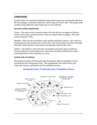  
LYMPH NODES 
Lymph nodes are secondary lymphoid organs that function as non‐specific filtration 
by macrophages, antibody production, and storage or B and T cells.  The lymph node 
contains many afferents, and at least one or more efferent.   
Structure of the Lymph Node: 
Cortex – The outer cortex consists mainly of B cells that are arranged in follicles, 
which can develop a germinal center when in contact with an antigen.  The inner 
cortex is mainly T cells. 
Medulla – There are the medullary cords and the medullary sinuses.  The cords are 
mainly plasma cells, lymphocytes, and B cells.  The sinuses take in the flow of lymph 
from the cortical sinuses, and contain macrophages and reticular cells. 
Follicle – The follicle is where B‐cells are localized and where they proliferate.  
Primary follicles are dense/dormant, where the secondary follicles have a pale 
central germinal center, and they are active. 
Lymph node circulation: 
The lymph circulates to the lymph node through the afferent lymphatic vessel, 
draining into the subcapsular sinus.  This subcapsular sinus then drains into 
trabecular sinuses, and finally into the medullary sinuses. 
Subcapsular sinus  trabecular sinus  medullary sinuses 
 
 
 
 