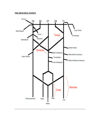 THE BRACHIAL PLEXUS 
 
 
 
 
 