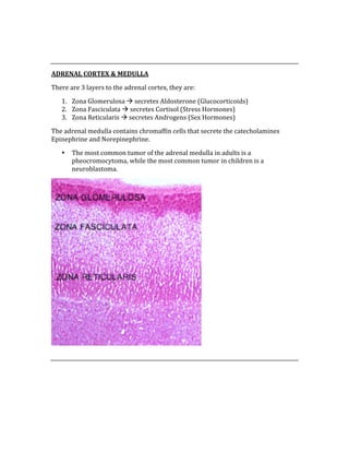  
 
ADRENAL CORTEX & MEDULLA 
There are 3 layers to the adrenal cortex, they are: 
1. Zona Glomerulosa  secretes Aldosterone (Glucocorticoids) 
2. Zona Fasciculata  secretes Cortisol (Stress Hormones) 
3. Zona Reticularis  secretes Androgens (Sex Hormones) 
The adrenal medulla contains chromaffin cells that secrete the catecholamines 
Epinephrine and Norepinephrine. 
• The most common tumor of the adrenal medulla in adults is a 
pheocromocytoma, while the most common tumor in children is a 
neuroblastoma. 
 
 
 
 
 
 