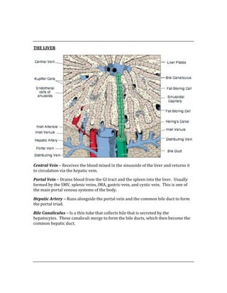  
 
THE LIVER 
 
Central Vein – Receives the blood mixed in the sinusoids of the liver and returns it 
to circulation via the hepatic vein. 
Portal Vein – Drains blood from the GI tract and the spleen into the liver.  Usually 
formed by the SMV, splenic veins, IMA, gastric vein, and cystic vein.  This is one of 
the main portal venous systems of the body. 
Hepatic Artery – Runs alongside the portal vein and the common bile duct to form 
the portal triad. 
Bile Canaliculus – Is a thin tube that collects bile that is secreted by the 
hepatocytes.  These canaliculi merge to form the bile ducts, which then become the 
common hepatic duct. 
 
 
 
 
 