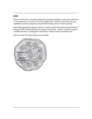  
CILIA 
Cilia is structured in a way that allows for maximum mobility.  Inside each cilia there 
is a 9+2 axoneme, as can be seen in the image below.  Each 9+2 axoneme acts as a 
scaffold for protein complexes and provides binding sites for motor proteins.   
Especially important is dynein, which is a motor protein that converts the chemical 
energy of ATP into the mechanical energy of movement.  A defect in dynein causes a 
condition known as “Kartagener’s Syndrome”, which results in immotile cilia. 
There are also 9+0 cilia, which are non‐motile. 
 
 
 
 
 
 
 
 
 
 
 
 