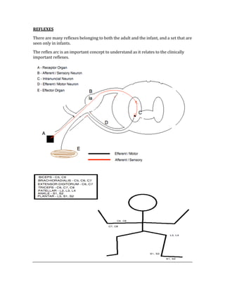 REFLEXES 
There are many reflexes belonging to both the adult and the infant, and a set that are 
seen only in infants. 
The reflex arc is an important concept to understand as it relates to the clinically 
important reflexes. 
 
 
 