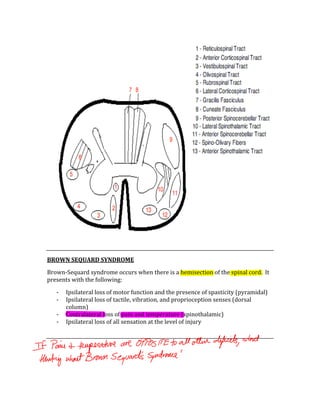  
 
BROWN SEQUARD SYNDROME 
Brown‐Sequard syndrome occurs when there is a hemisection of the spinal cord.  It 
presents with the following: 
‐ Ipsilateral loss of motor function and the presence of spasticity (pyramidal) 
‐ Ipsilateral loss of tactile, vibration, and proprioception senses (dorsal 
column) 
‐ Contralateral loss of pain and temperature (spinothalamic) 
‐ Ipsilateral loss of all sensation at the level of injury 
 
 
 
 
 
