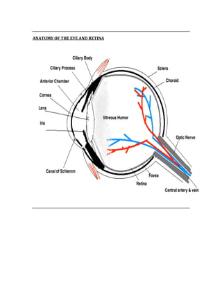  
ANATOMY OF THE EYE AND RETINA 
 
 
 
 
 
 
 
 
 