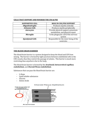  
 
CELLS THAT SUPPORT AND NOURISH THE CNS & PNS 
SUPPORTIVE CELL  ROLE IN CNS/PNS SUPPORT 
Oligodendroglia  Produces myelin centrally 
Schwann Cells  Produces myelin peripherally 
Astrocytes  Provide physical support, potassium 
metabolism, and physical repair 
Microglia  Is the phagocytic cell of the nervous 
system 
Ependymal Cells  Responsible for the inner lining of the 
ventricles 
 
 
THE BLOOD­BRAIN BARRIER 
The blood‐brain barrier is a system designed to keep the blood and CSF from 
mixing.  The barrier is formed by tight junctions between endothelial cells in the 
CNS vessels, thus they restrict the passage of solutes.  This barrier is much more 
restricting than anywhere else in the body. 
The blood‐brain barrier is formed by the Arachnoid, Intracerebral capillary 
endothelium, and Choroid Plexus endothelium. 
Substances that can pass the blood‐brain barrier are: 
‐ L‐Dopa 
‐ Lipid soluble substances 
‐ Glucose 
‐ Amino Acids 
 
 