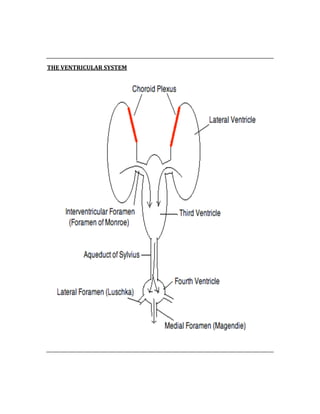  
 
THE VENTRICULAR SYSTEM 
 
 
 
 