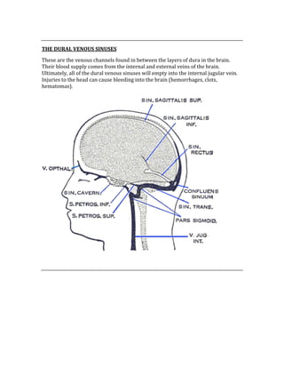  
THE DURAL VENOUS SINUSES 
These are the venous channels found in between the layers of dura in the brain.  
Their blood supply comes from the internal and external veins of the brain.  
Ultimately, all of the dural venous sinuses will empty into the internal jugular vein.  
Injuries to the head can cause bleeding into the brain (hemorrhages, clots, 
hematomas). 
 
 
 
 
 
 
 
 
