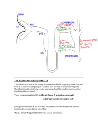  
 
THE JUXTAGLOMERULAR APPARATUS 
The JGA is a structure in the kidney that is responsible for regulating blood flow and 
GFR.  It is located strategically in a location that allows it to maximally regulate 
these functions (located between the vascular pole of the renal corpuscle and the 
distal convoluted tubule). 
Three components of the JGA: 1. Macula Densa 2. Juxtaglomerular cells  
3. Extraglomerular mesangial cells 
 
Juxtaglomerular Cells  are modified smooth muscle cells that secrete renin in 
response to decreased renal blood flow. 
Macula Densa  is part of the DCT, is a sensor for sodium. 
 