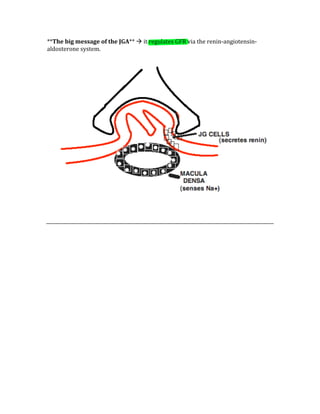 **The big message of the JGA**  it regulates GFR via the renin‐angiotensin‐
aldosterone system. 
 
 
 
 
 
 
 
 
 
 
 
 
 
 
 
 