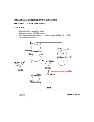  
 
PHYSIOLOGY AT EACH PORTION OF THE NEPHRON 
THE PROXIMAL CONVOLUTED TUBULE 
What occurs: 
‐ Complete glucose reabsorption 
‐ Complete amino acid absorption 
‐ Near complete reabsorption of sodium, water, and bicarb (HCO3‐) 
‐ Secretion of ammonia 
 
 
 
 
 