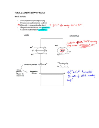 THICK ASCENDING LOOP OF HENLE 
What occurs: 
‐ Sodium reabsorption (active) 
‐ Potassium reabsorption (active) 
‐ Chloride reabsorption (active) 
‐ Magnesium reabsorption (passive) 
‐ Calcium reabsorption (passive) 
 
 
 
 
 
 
 
 
 