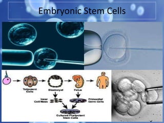 Embryonic Stem Cells
 