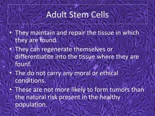 Adult Stem Cells
• They maintain and repair the tissue in which
they are found.
• They can regenerate themselves or
differentiatite into the tissue where they are
founf.
• The do not carry any moral or ethical
conditions.
• These are not more likely to form tumors than
the natural risk present in the healthy
population.
 