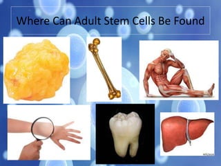 Where Can Adult Stem Cells Be Found
 