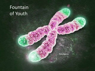 Fountain
of Youth
Telomeres
 