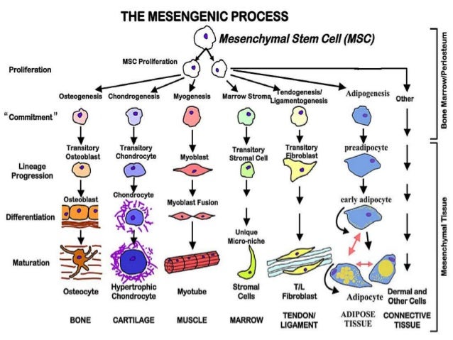 stem cells the future of medicine essay Extended essay creativity activity as all the cells in the adult organism stem from the embryonic stem cells is made up of stem cells -- all future cells. stem cells the future of medicine essay Extended essay creativity activity as all the cells in the adult organism stem from the embryonic stem cells is made up of stem cells -- all future cells.