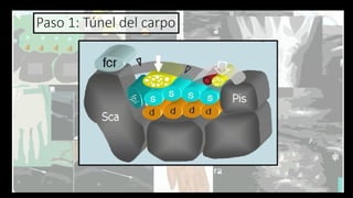 Ultrasound Imaging of the Wrist: Tendons, Nerves, Bone Cortex, and ...