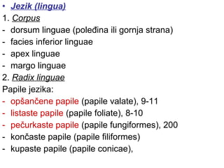 • Jezik (lingua)
1. Corpus
- dorsum linguae (poleđina ili gornja strana)
- facies inferior linguae
- apex linguae
- margo linguae
2. Radix linguae
Papile jezika:
- opšančene papile (papile valate), 9-11
- listaste papile (papile foliate), 8-10
- pečurkaste papile (papile fungiformes), 200
- končaste papile (papile filiformes)
- kupaste papile (papile conicae),
 