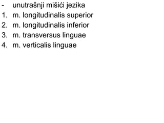 - unutrašnji mišići jezika
1. m. longitudinalis superior
2. m. longitudinalis inferior
3. m. transversus linguae
4. m. verticalis linguae
 
