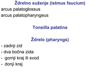 Ždrelno suženje (istmus faucium)
arcus palatoglossus
arcus palatopharyngeus
Tonsilla palatina
Ždrelo (pharyngs)
- zadnji zid
- dva bočna zida
- gornji kraj ili svod
- donji kraj
 