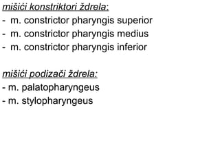 mišići konstriktori ždrela:
- m. constrictor pharyngis superior
- m. constrictor pharyngis medius
- m. constrictor pharyngis inferior
mišići podizači ždrela:
- m. palatopharyngeus
- m. stylopharyngeus
 