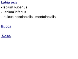 Labia oris
- labium superius
- labium inferius
- sulcus nasolabialis i mentolabialis
Bucca
Desni
 
