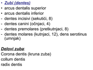 • Zubi (dentes)
• arcus dentalis superior
• arcus dentalis inferior
- dentes incisivi (sekutići, 8)
- dentes canini (očnjaci, 4)
- dentes premolares (pretkutnjaci, 8)
- dentes molares (kutnjaci, 12), dens serotinus
(umnjak)
Delovi zuba:
Corona dentis (kruna zuba)
collum dentis
radix dentis
 