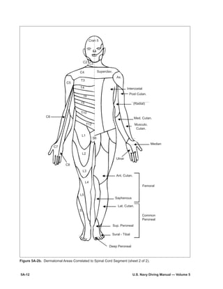 5A-12	 U.S. Navy Diving Manual — Volume 5
Figure 5A-2b. Dermatomal Areas Correlated to Spinal Cord Segment (sheet 2 of 2).
Cran 5
Superclav.
Ax.
Intercostal
(Radial)
Med. Cutan.
Median
Ulnar
Deep Peroneal
C2 C3
C4
C5
C6
C7
T3
T4
T6
T8
T10
T12
C8
S6
L1
L2
L3
L4
L5
S
Musculo.
Cutan.
Post Cutan.
Femoral
Ant. Cutan.
Common
Peroneal
Saphenous
Sup. Peroneal
Sural - Tibal
Lat. Cutan.
 