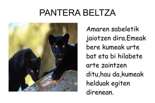 PANTERA BELTZA
Amaren sabeletik
jaiotzen dira.Emeak
bere kumeak urte
bat eta bi hilabete
arte zaintzen
ditu,hau da,kumeak
helduak egiten
direnean.
 