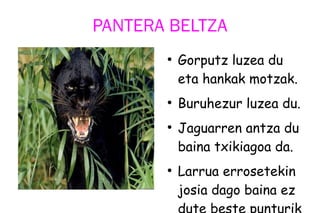 PANTERA BELTZA
●
Gorputz luzea du
eta hankak motzak.
●
Buruhezur luzea du.
●
Jaguarren antza du
baina txikiagoa da.
●
Larrua errosetekin
josia dago baina ez
dute beste punturik
 