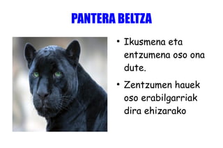 PANTERA BELTZA
●
Ikusmena eta
entzumena oso ona
dute.
●
Zentzumen hauek
oso erabilgarriak
dira ehizarako
 