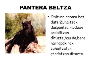 PANTERA BELTZA
●
Ohitura arraro bat
dute:Zuhaitzak
despentsa moduan
erabiltzen
dituzte,hau da,bere
harrapakinak
zuhaitzetan
gordetzen dituzte.
 