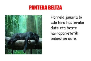 PANTERA BELTZA
Horrela janaria bi
edo hiru hasterako
dute eta beste
harraparietatik
babesten dute.
 
