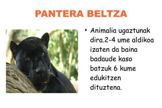 PANTERA BELTZA
●
Animalia ugaztunak
dira.2-4 ume aldikoa
izaten da baina
badaude kaso
batzuk 6 kume
edukitzen
dituztena.
 